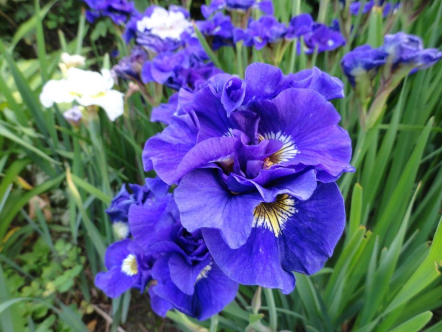 Ирис Сибирский Блю Кинг