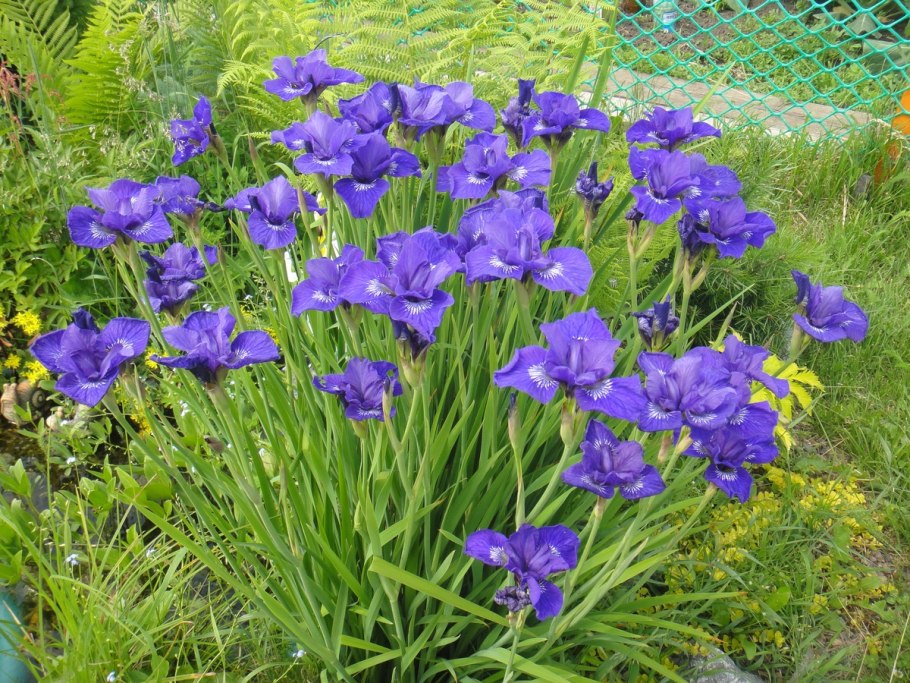 Ирис Сибирский
