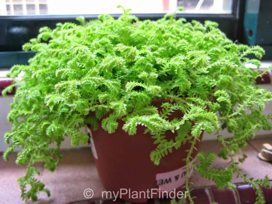 Селагинелла безножковая (Selaginella apoda)
