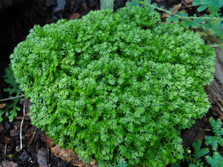 Selaginella erythropus