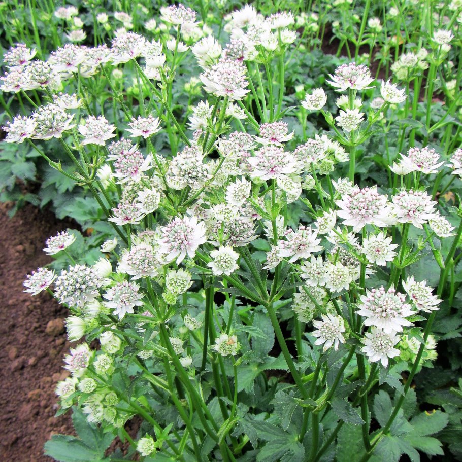 Астранция Astrantia Major rubra