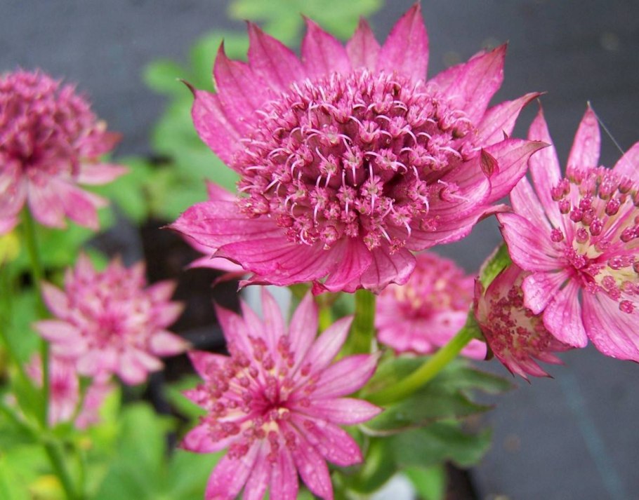 Astrantia Major rosea