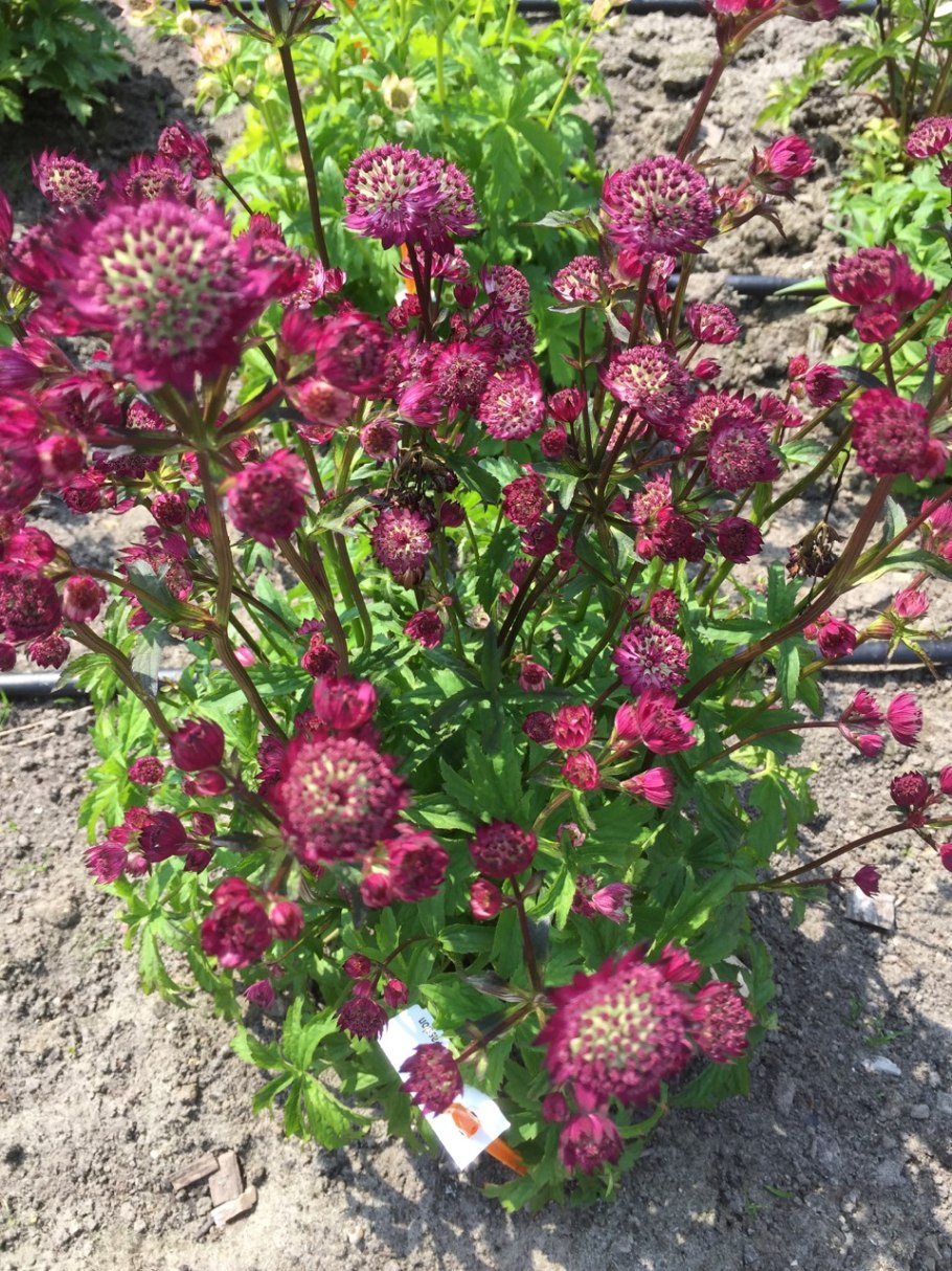 Astrantia major star of beauty