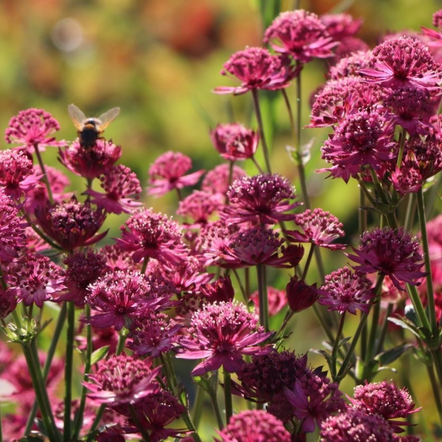 Астранция Astrantia Major Sterndolde.