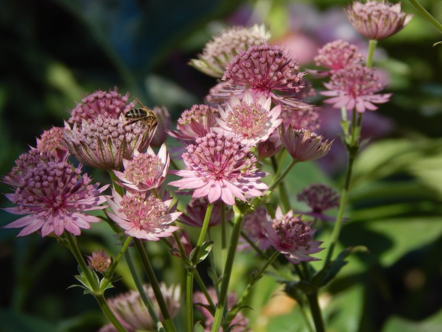 Астранция крупная (Astrantia Major)