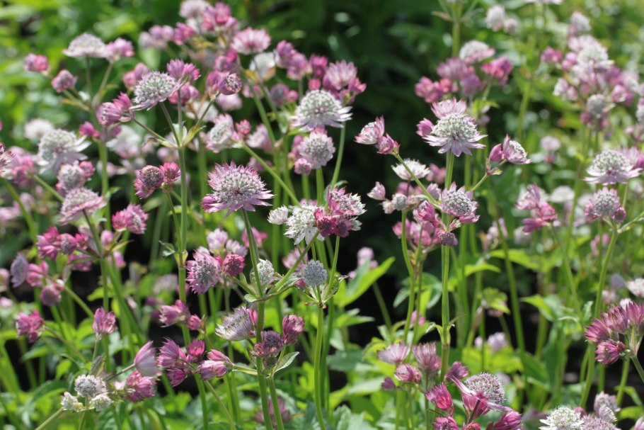 Астранция Сильвер Глоу