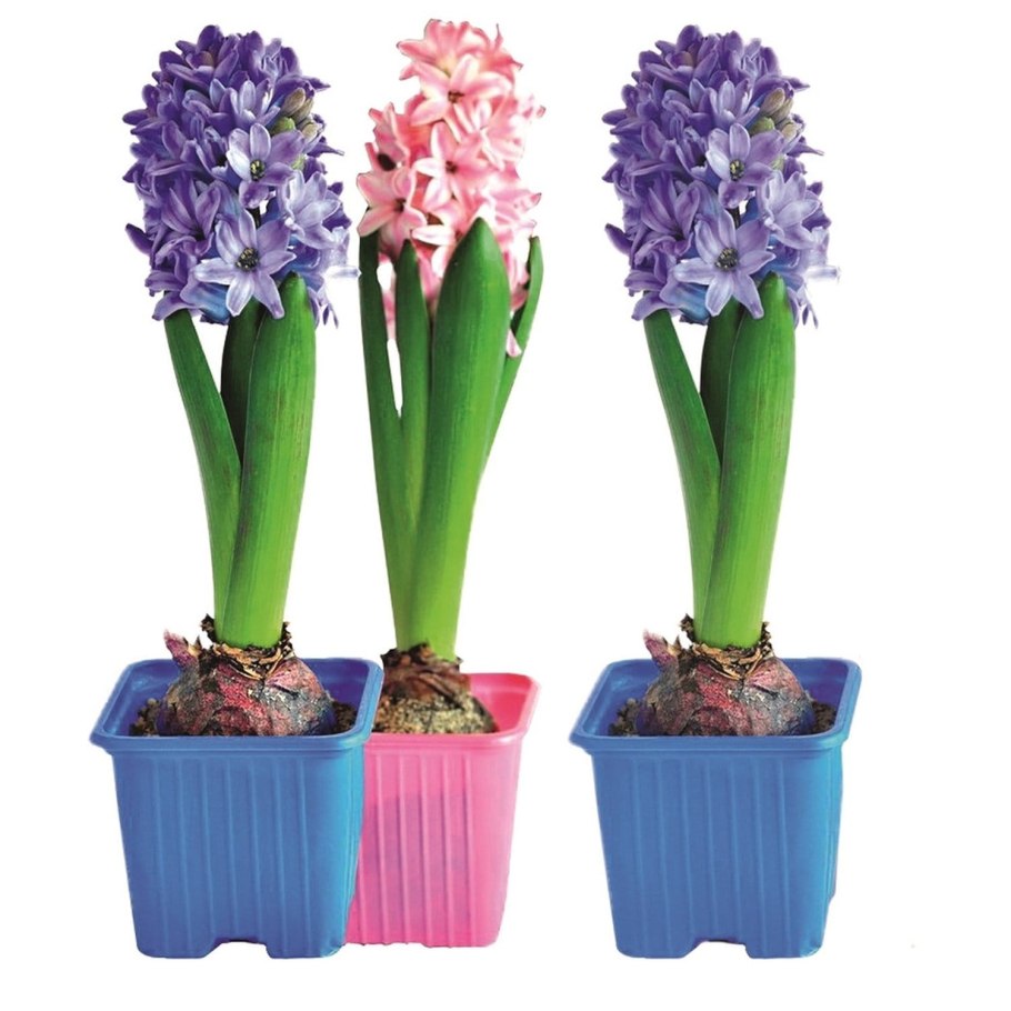 Гиацинт микс р7