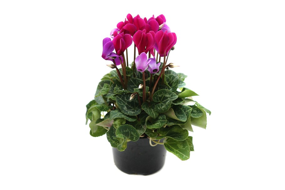 Цикламен d15