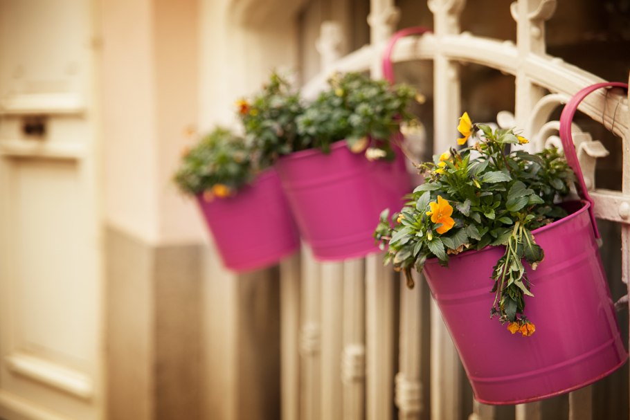 Пеларгония в горшке