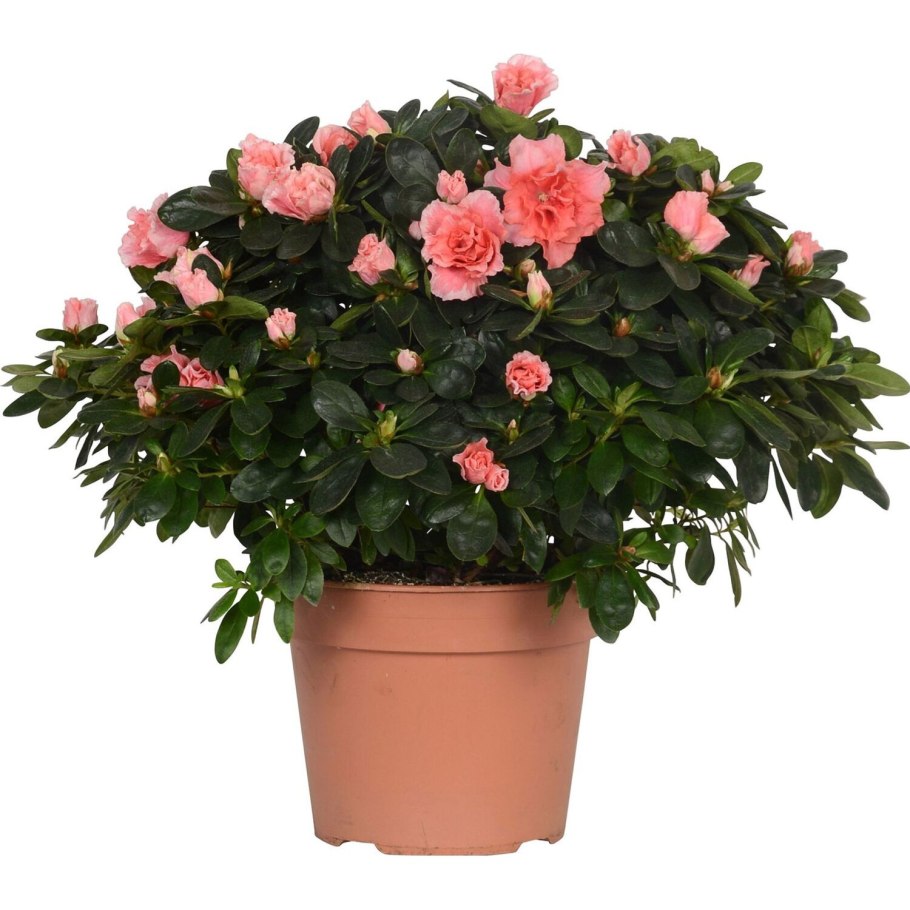 Красиво упаковать цветок в горшке