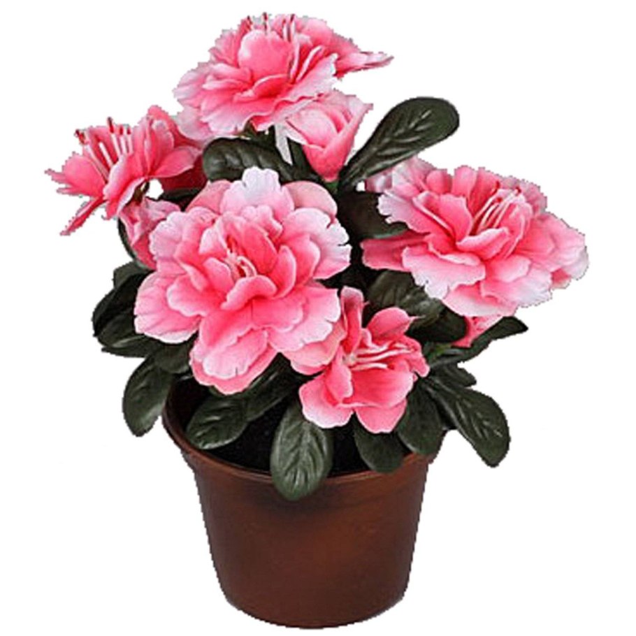 Азалия симси