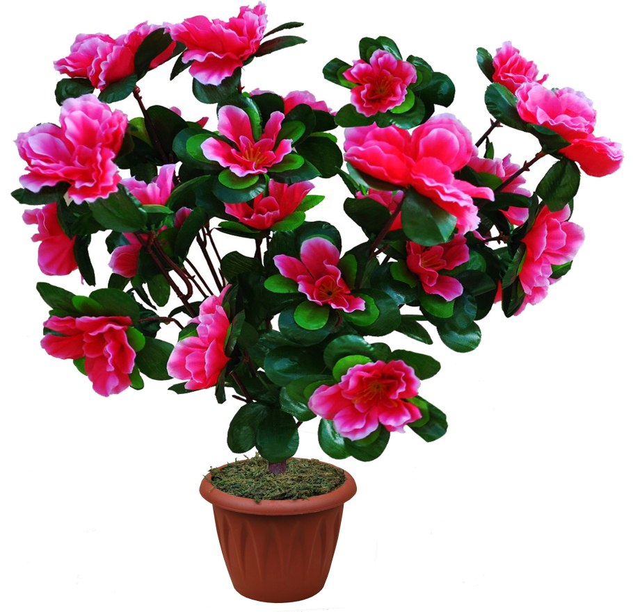 Узамбарская фиалка в горшке