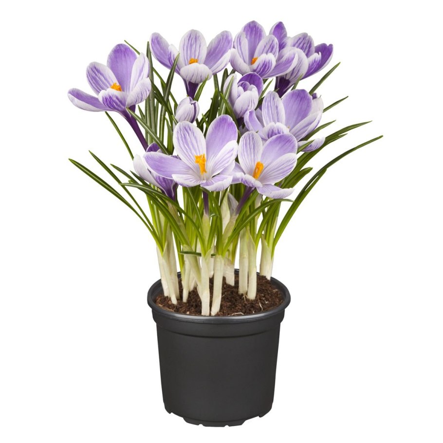 Цикламен цветы цикламен