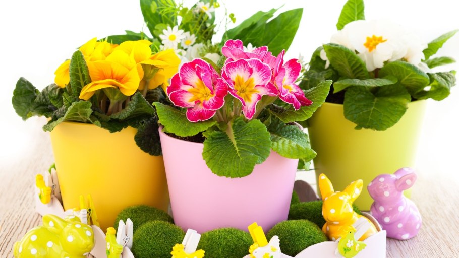 Калибрахоа с бархатцами