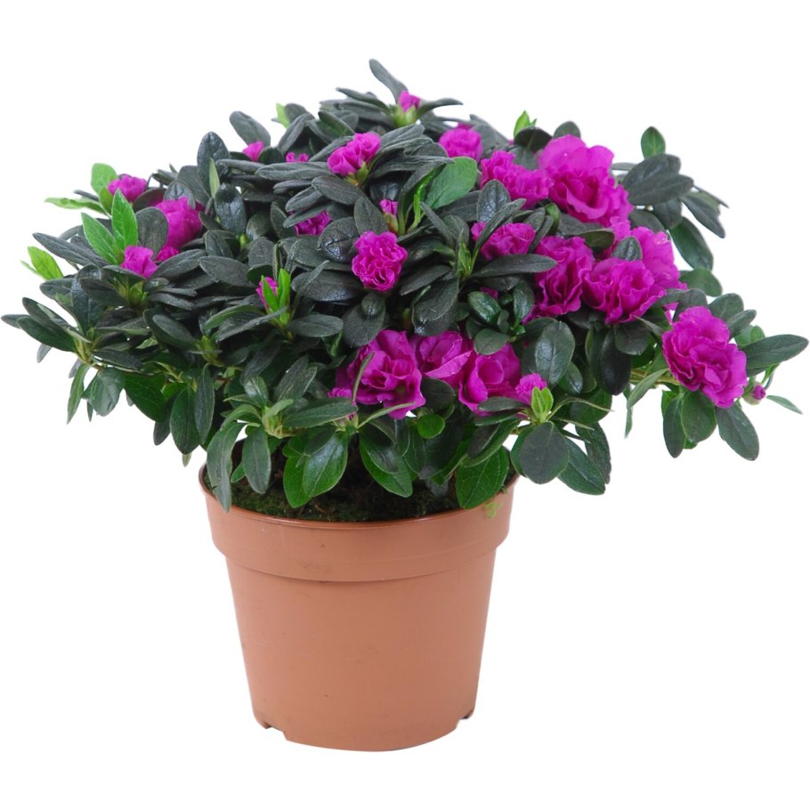 Цветы в горшочках