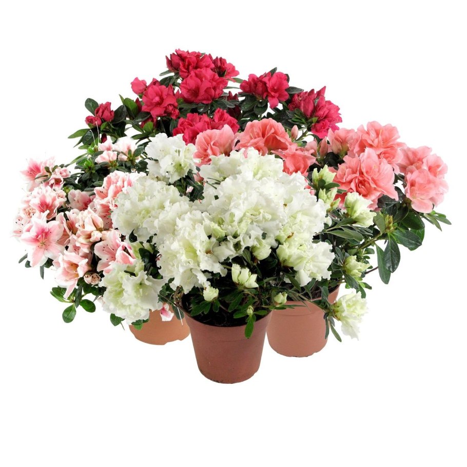 Комнатные растения без цветов