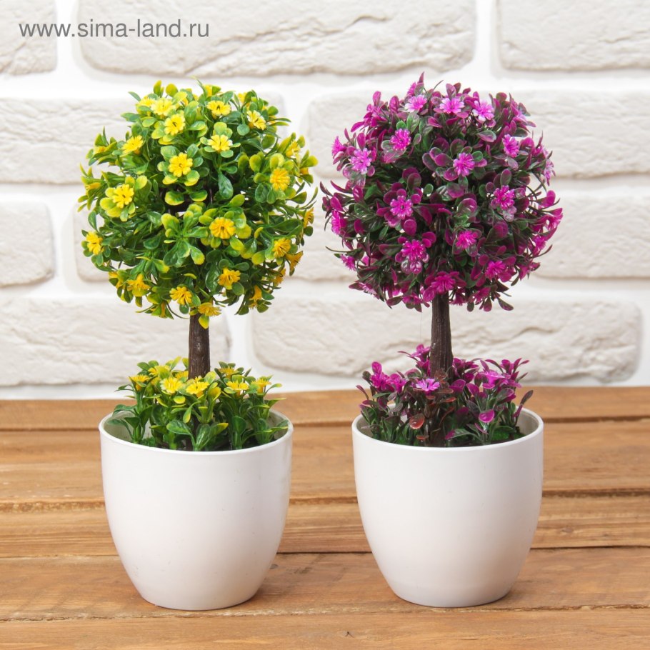 Мединилла magnifica