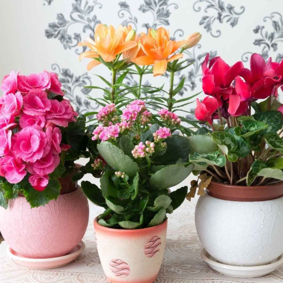 Горшечная Хризантема трикси