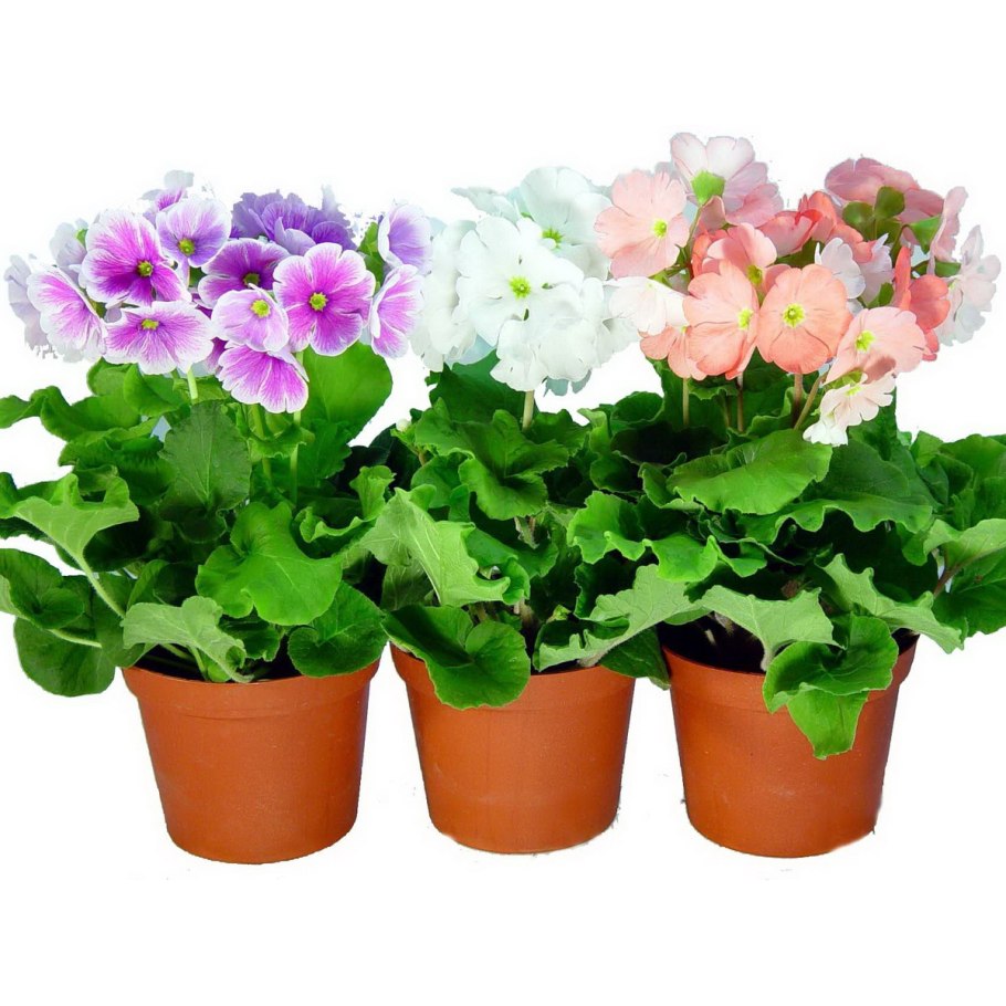 Бальзамин цветок