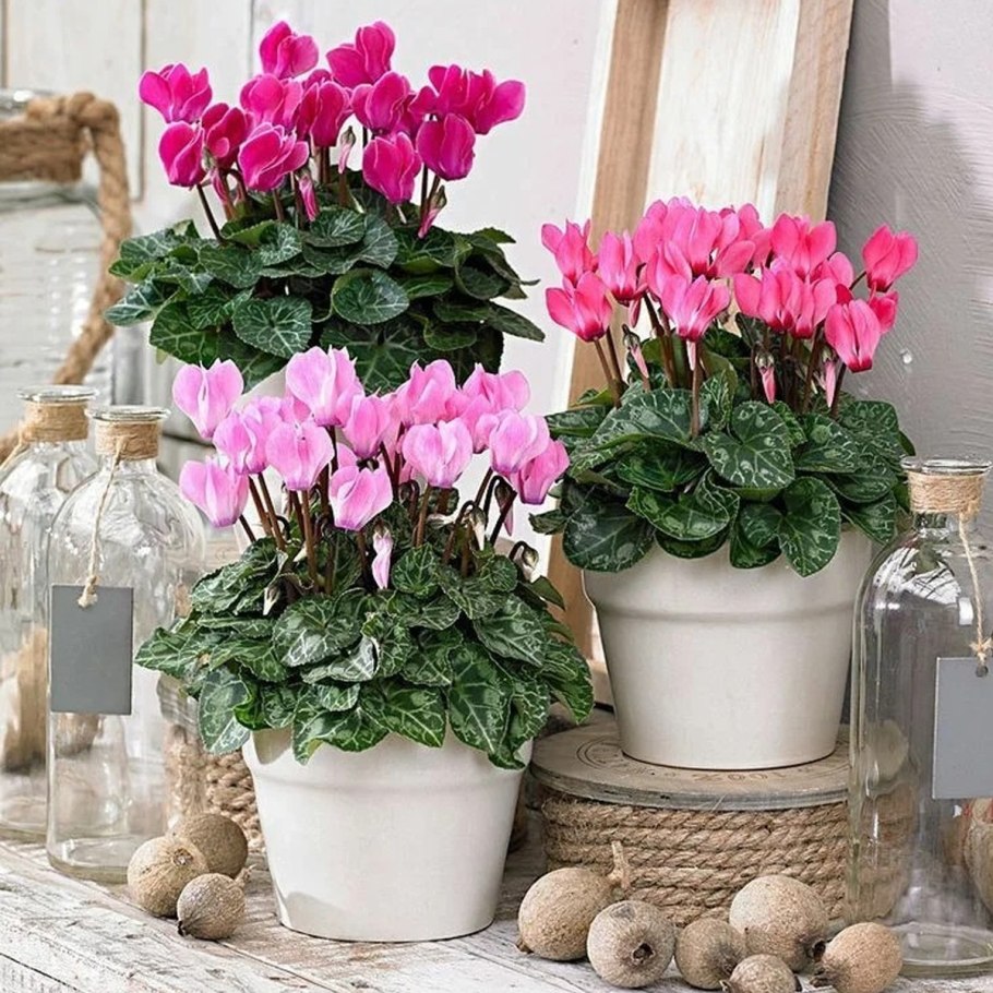 Гиацинт цветок