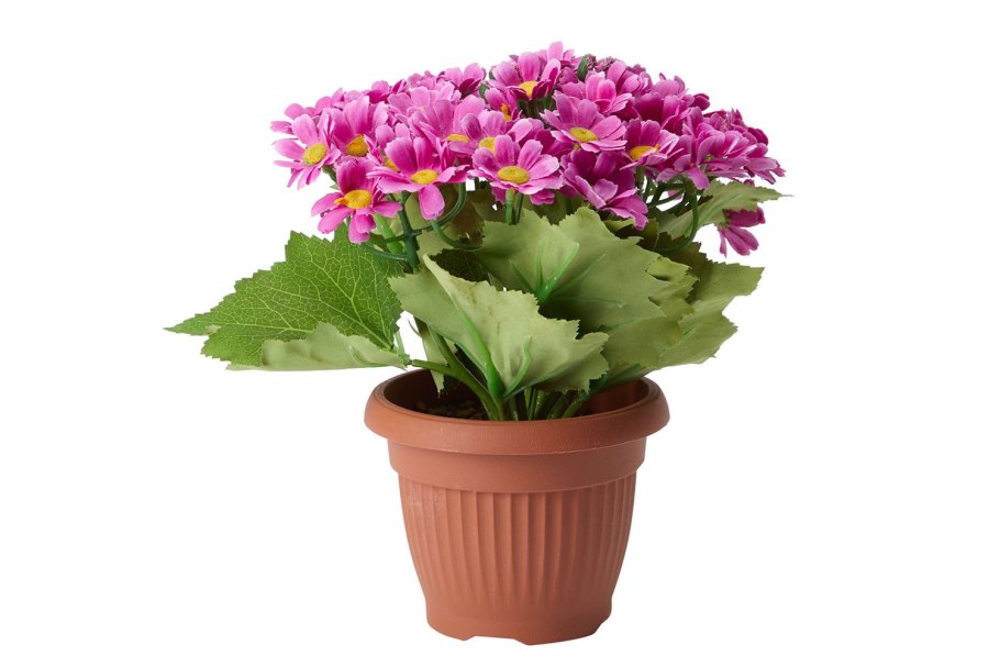 Гузмания Хоуп Lechuza