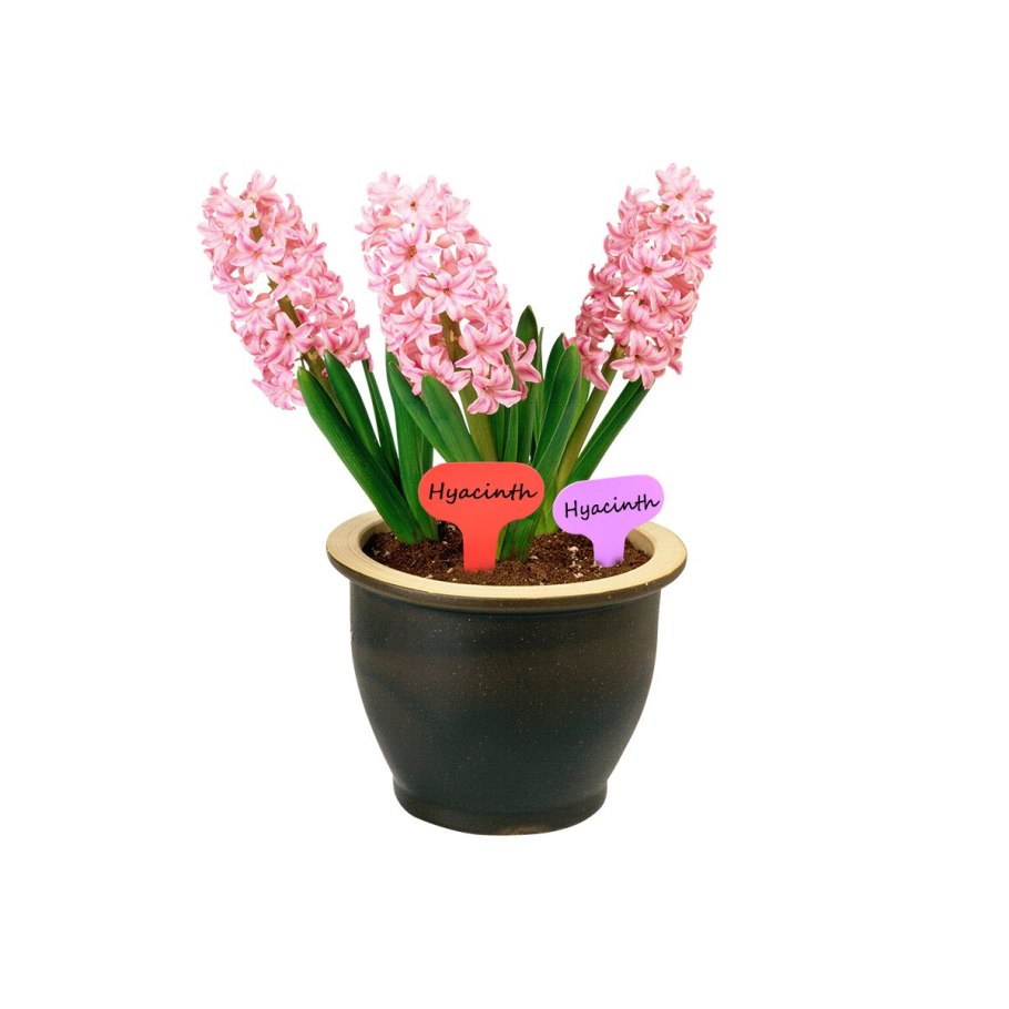 Пеларгония Toscana Florella Magenta