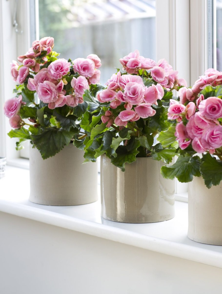 Каланхоэ каландива