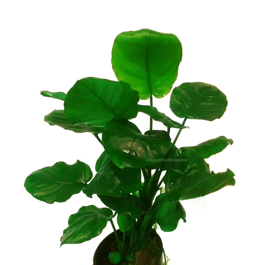 Анубиас Конголезский