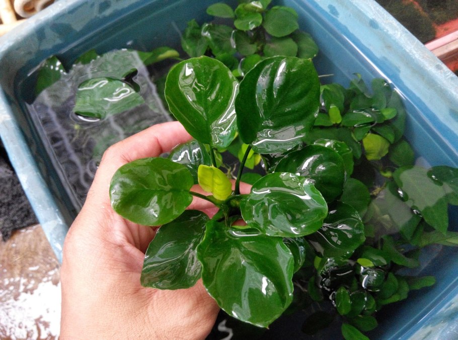 Анубиас Чили халапеньо