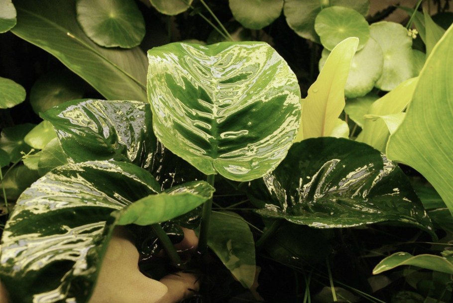 Anubias Nana long Wavy