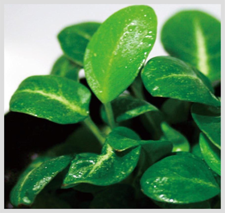 Анубиас бабочка