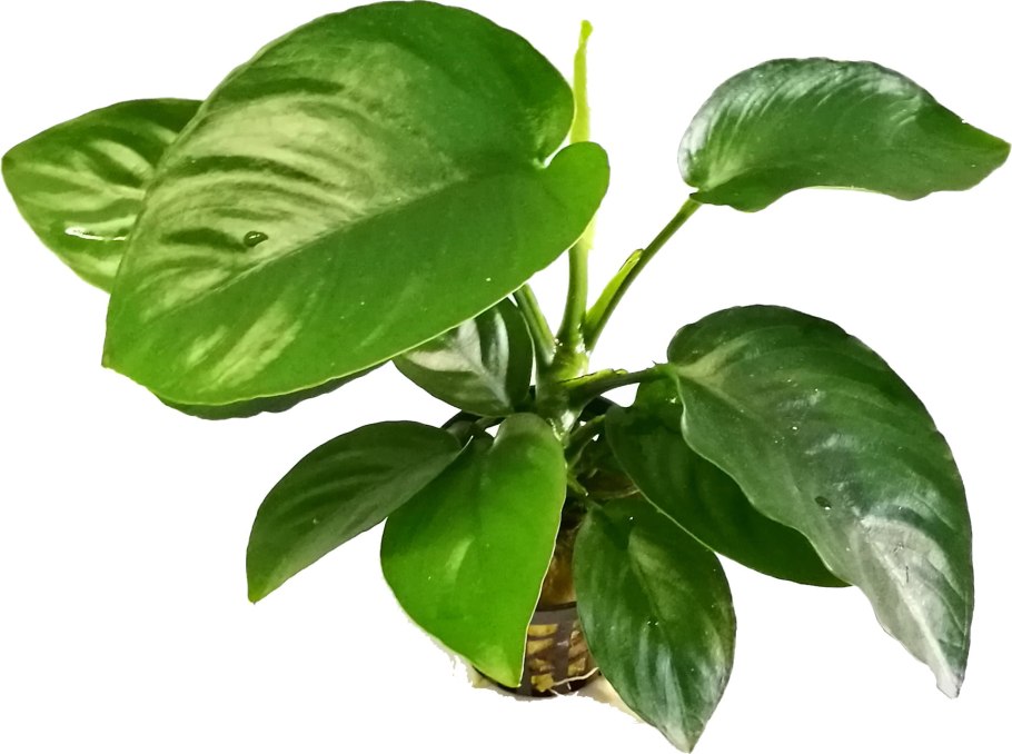 Анубиас кофейнолистный Anubias