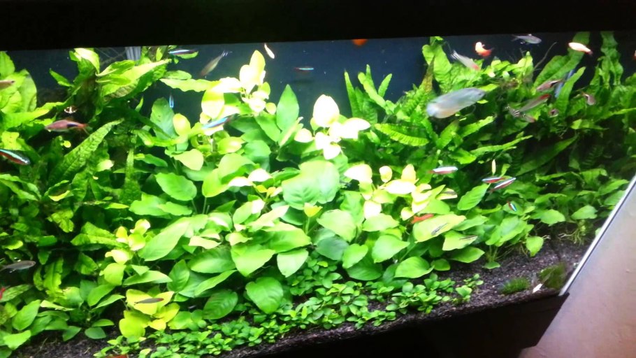 Anubias Nana Marble (анубиас Нана Марбл)