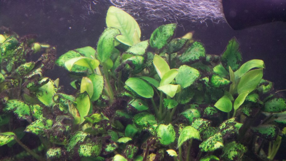 Анубиас Хастифолия