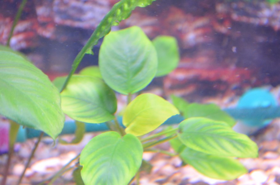 Анубиас бартери бартери