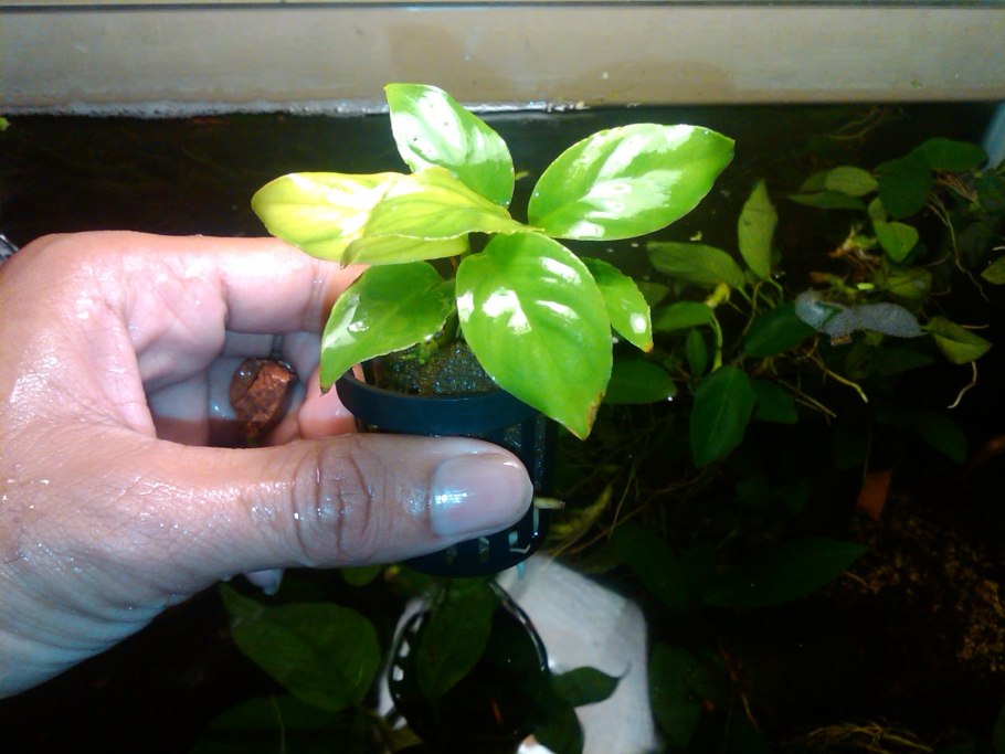 Анубиас бартера