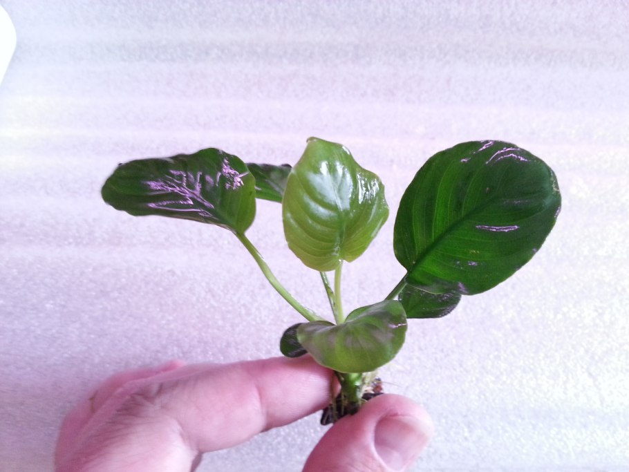 Анубиас Nana Coin Leaf