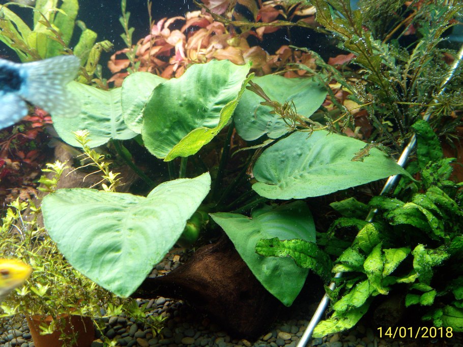 Аквариум с Криптокорина и валлиснерией