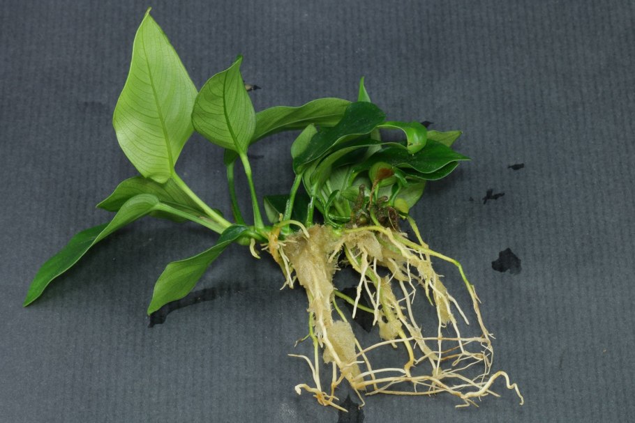 Анубиас соцветие