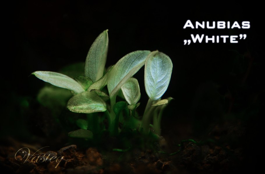 Анубиас Coin Leaf