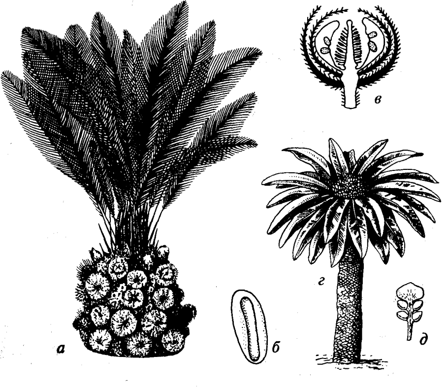 Араукария Триасового периода