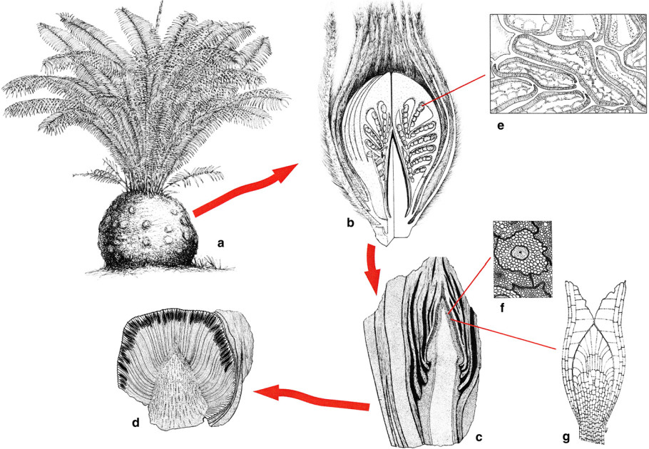 Строение побега сосны