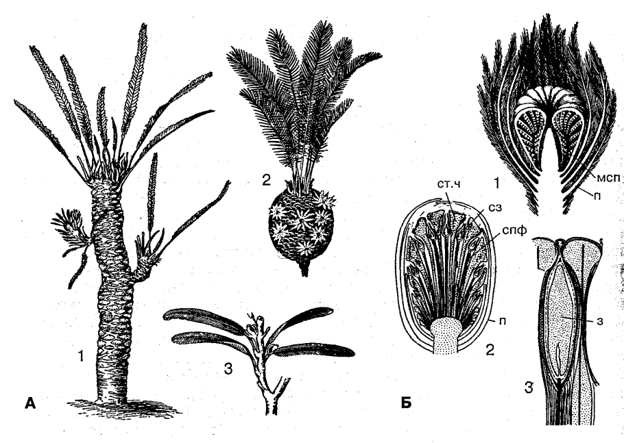 Саговники Триас