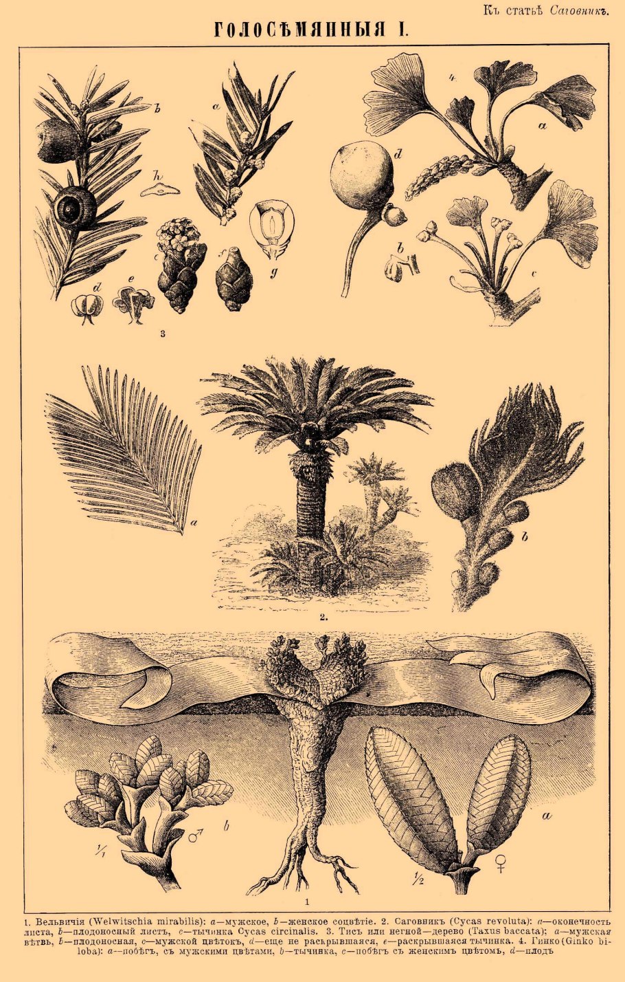 Саговниковые Голосеменные растения