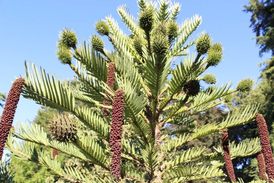 Семязачаток семенных папоротников