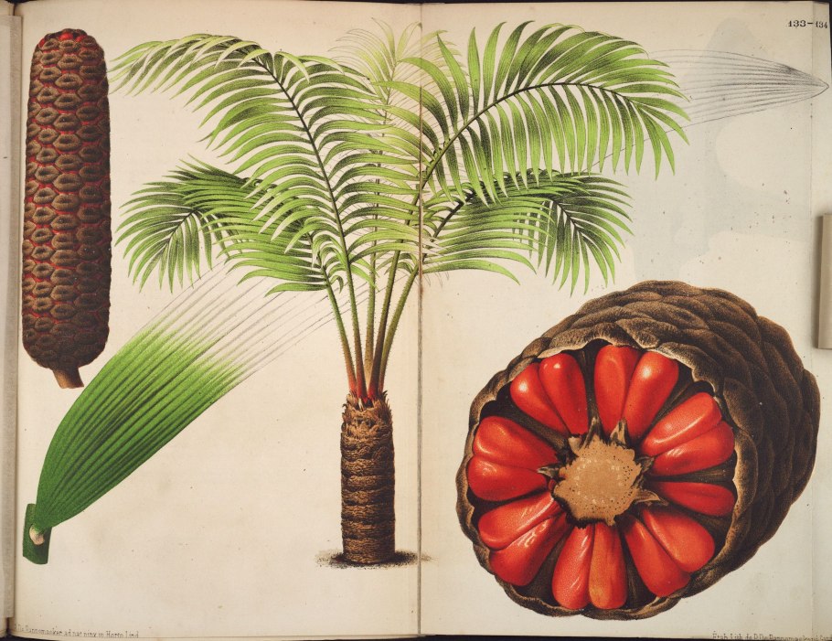 Строение побега хвойного растения