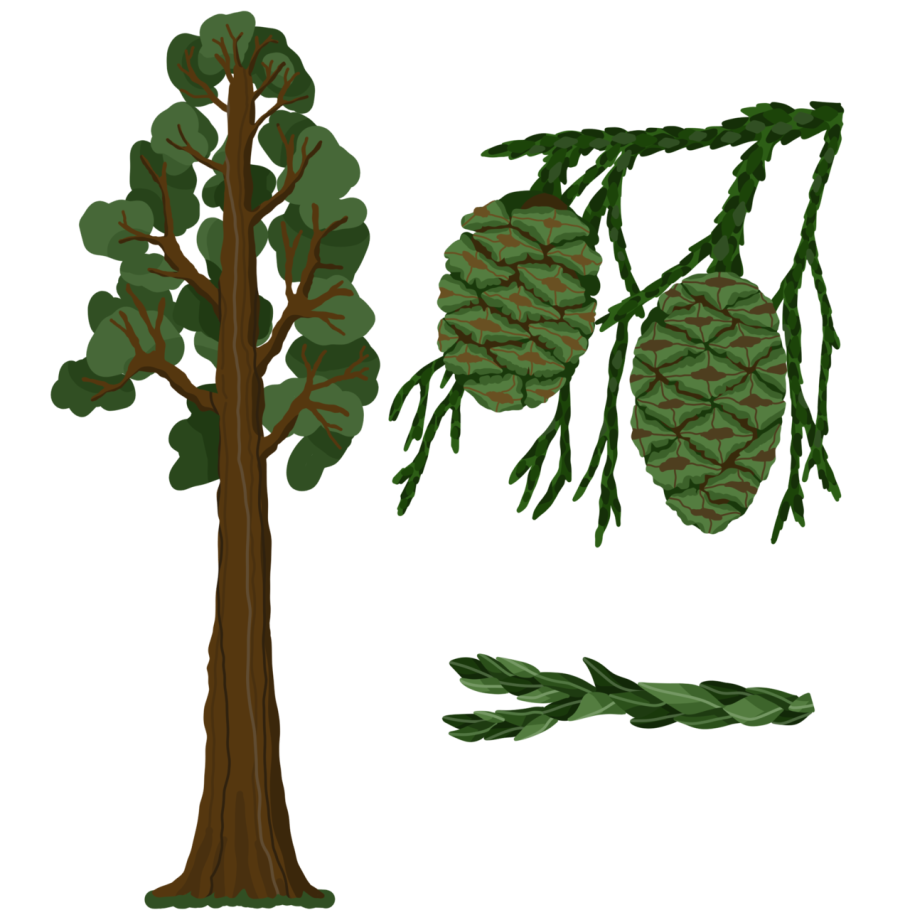 Триасовый период мезозойской эры Флора