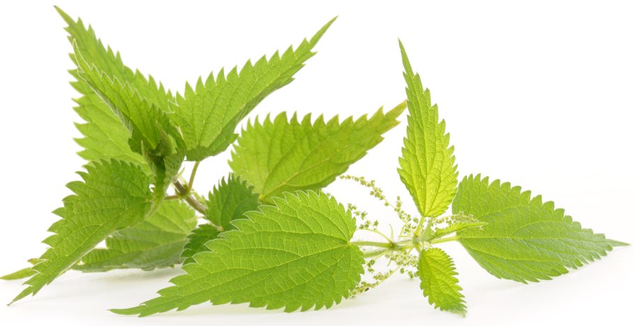 Крапива двудомная на белом фоне