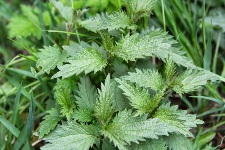 Крапива двудомная (Urtica dioica)