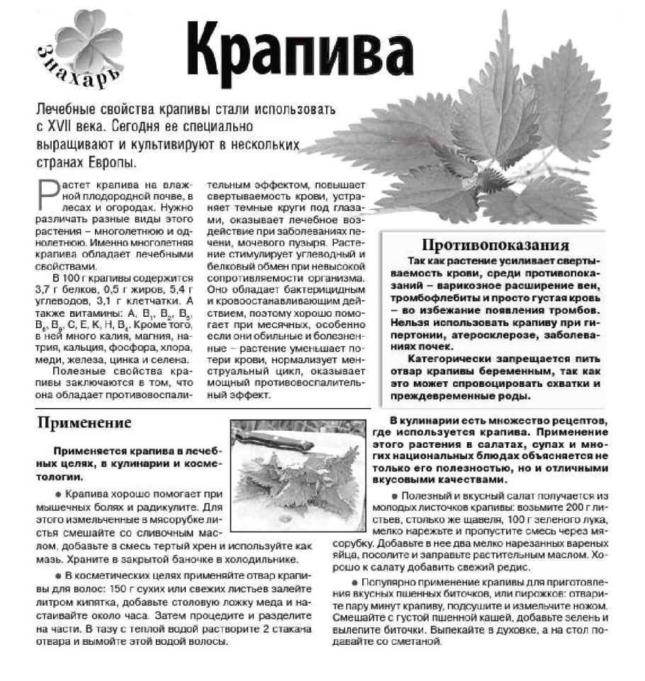 Крапива Садовая